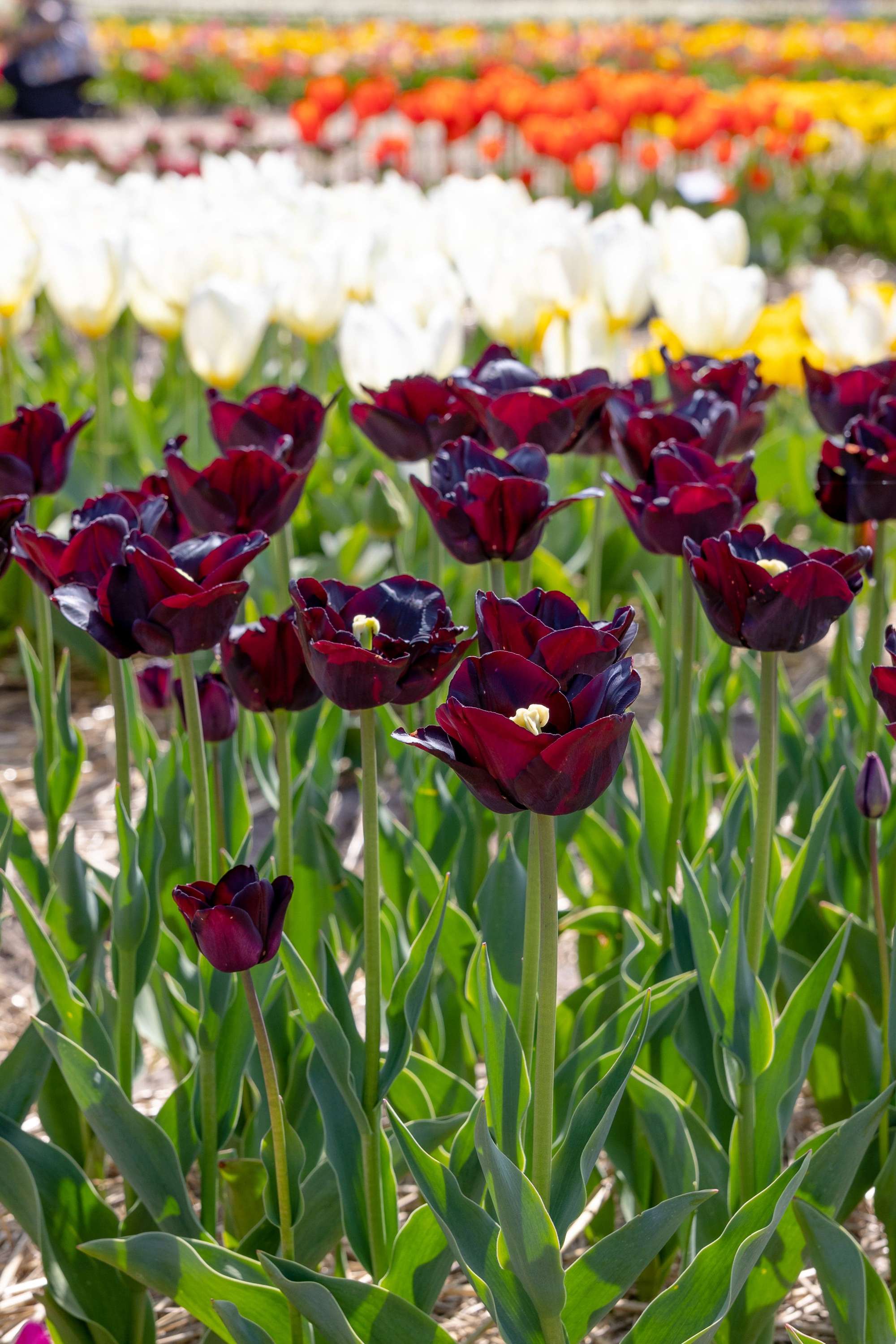 Tulpe 'Paul Scherer'